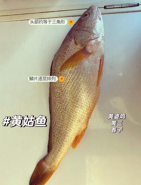 黄姑鱼怎么做好吃_黄姑鱼的家常做法