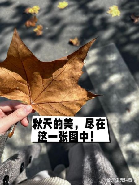 真实的样子是什么意思_如何描述真实的样子