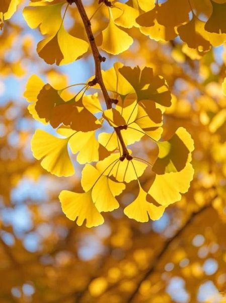 金黄秋天怎么拍_金黄秋天有哪些景色