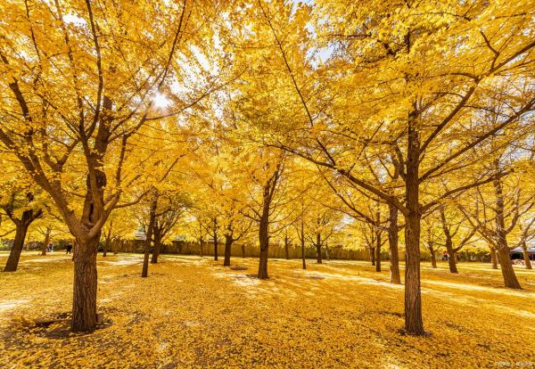 金黄秋天怎么拍_金黄秋天有哪些景色