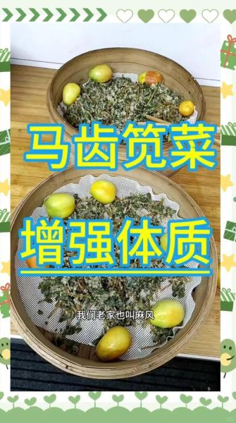 马齿苋蒸菜怎么做_马齿苋蒸菜需要焯水吗