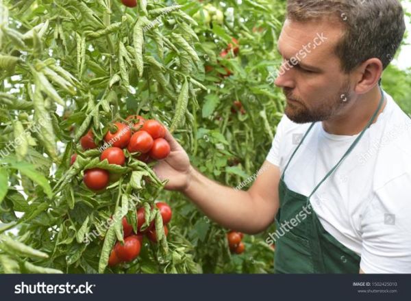 farmer是什么意思_farmer的职业前景如何