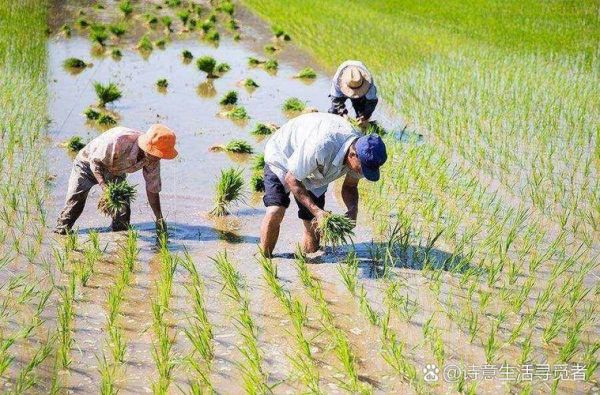 春耕最佳时间是什么时候_秋收前要做哪些准备