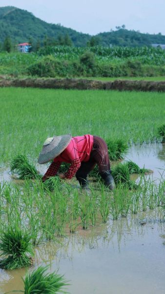 春耕最佳时间是什么时候_秋收前要做哪些准备
