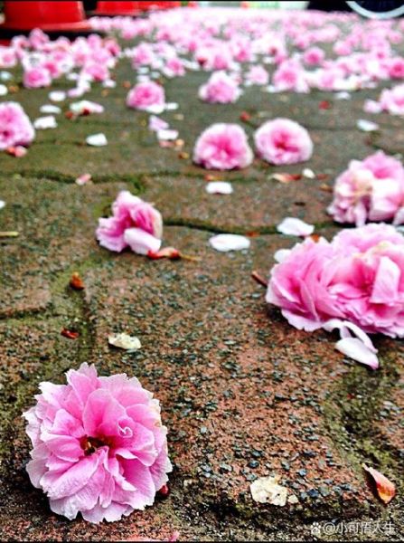 花落有哪些雅称_如何形容花谢的瞬间