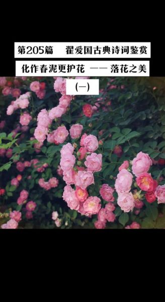 花落有哪些雅称_如何形容花谢的瞬间