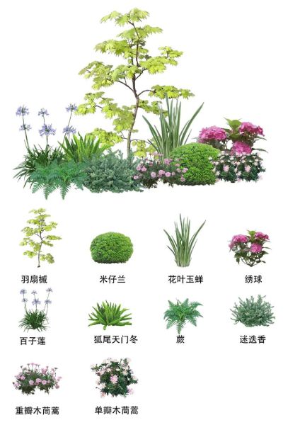绿化植物有哪些_如何选择绿化植物