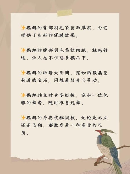 鸟儿外形词语有哪些_如何描写鸟儿羽毛颜色