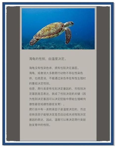 海龟是词语吗_海龟算不算词语