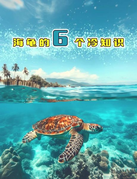 海龟是词语吗_海龟算不算词语