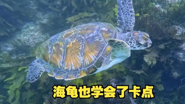 海龟是词语吗_海龟算不算词语