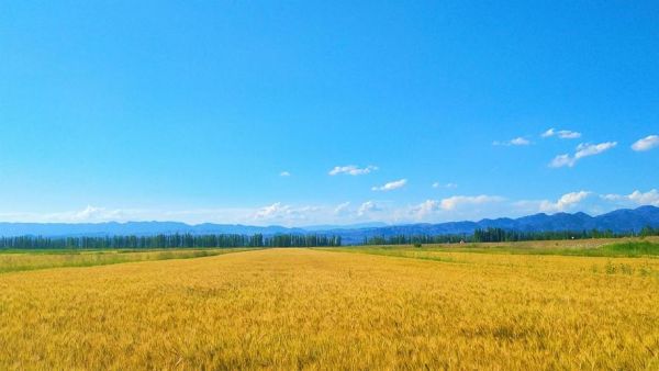 金灿灿的近义词有哪些_金灿灿的词语怎么写