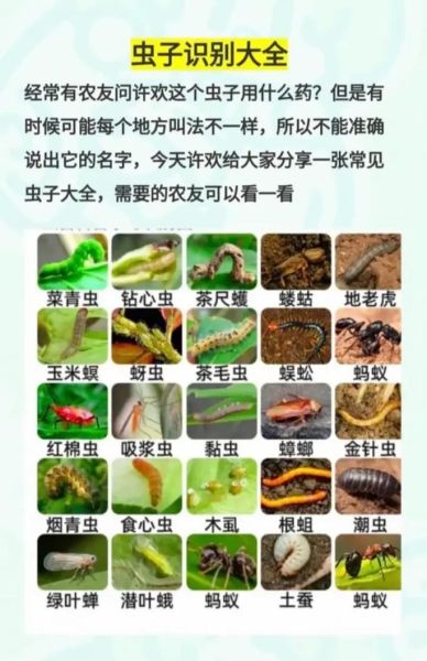 怎么形容虫子_虫子有哪些形容词