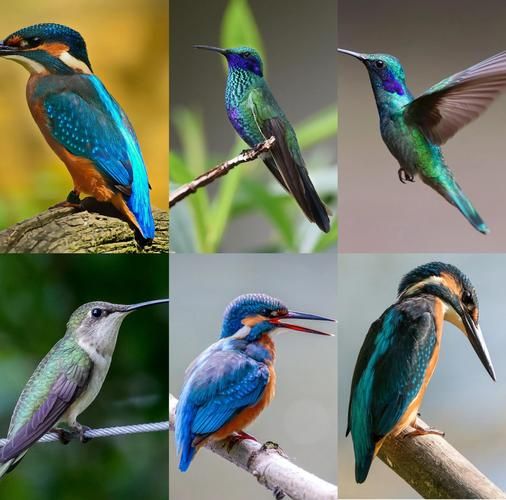 翠鸟羽毛颜色有哪些_翠鸟颜色名称大全