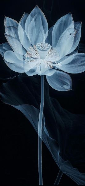 手机壁纸怎么选_高清壁纸哪里找