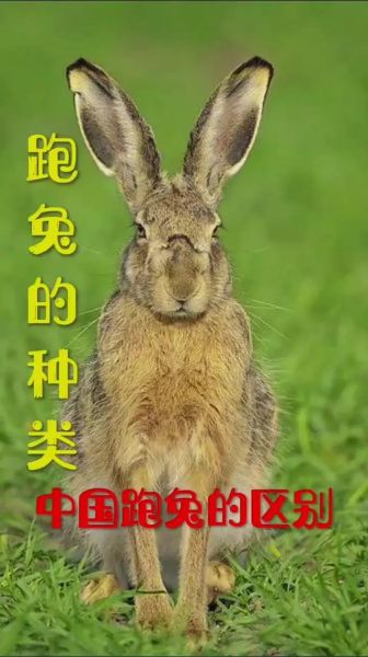野兔为什么跑得那么快_野兔和家兔的区别
