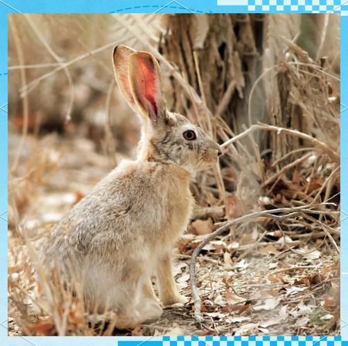 野兔为什么跑得那么快_野兔和家兔的区别