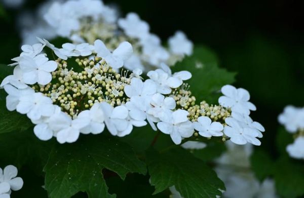 珍花是什么花_珍花怎么养