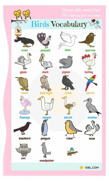 鸟儿的网络词语有哪些_如何正确使用