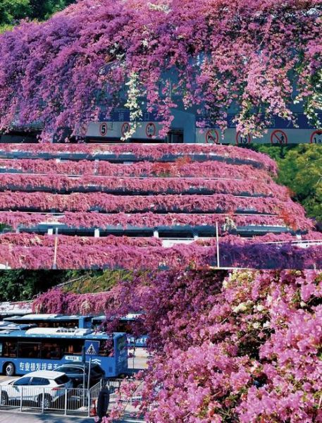 粉色景色有哪些_粉色景点在哪里