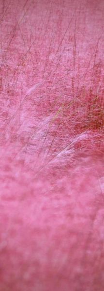 粉色景色有哪些_粉色景点在哪里