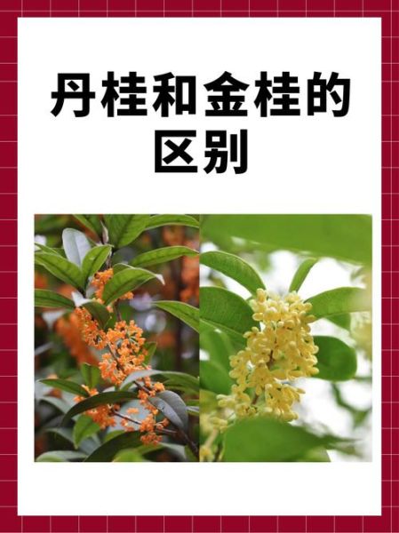 金桂什么香_金桂花香是什么味道