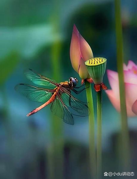 荷叶蜻蜓有什么寓意_荷叶蜻蜓诗句有哪些