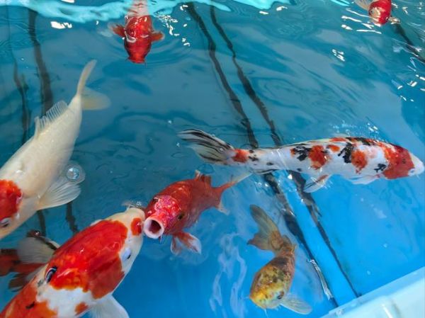 鱼玩耍的行为表现_如何让鱼更开心