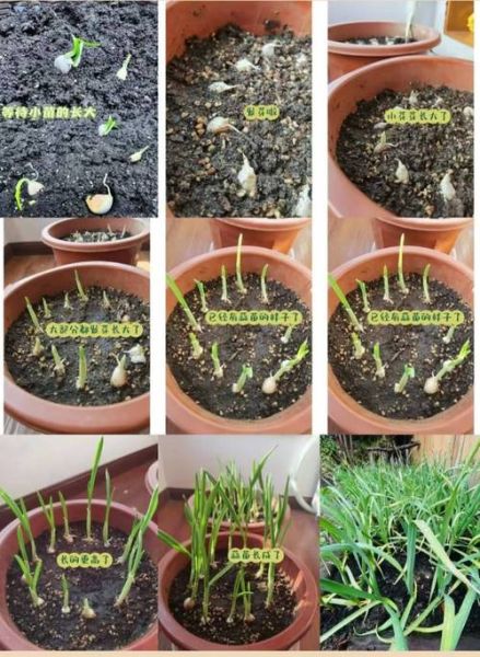 青草怎么种_青草种子多久发芽