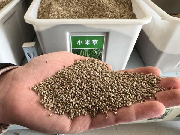 青草怎么种_青草种子多久发芽