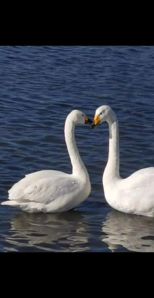 天鹅象征什么_天鹅的寓意有哪些