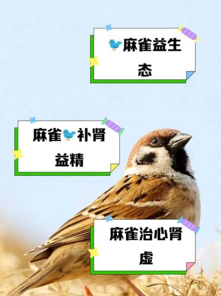 麻雀是保护动物吗_麻雀寿命一般多少年