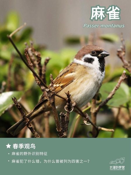 麻雀是保护动物吗_麻雀寿命一般多少年