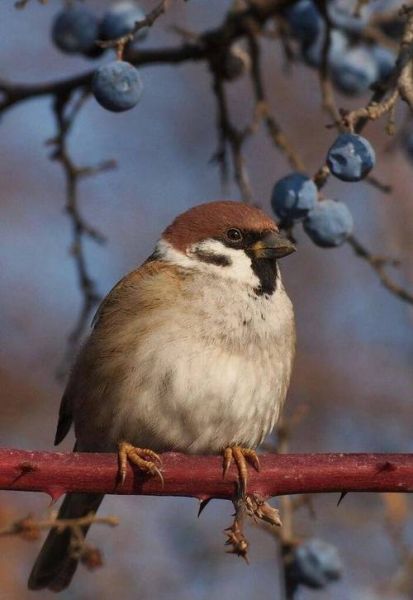麻雀是保护动物吗_麻雀寿命一般多少年