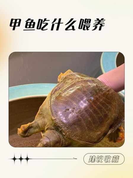 老鳖怎么养_老鳖吃什么长得快