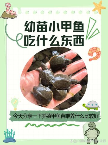 老鳖怎么养_老鳖吃什么长得快