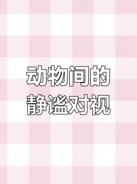 安静对视是什么意思_如何练习安静对视