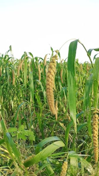 谷穗什么时候成熟_谷穗变黄的原因