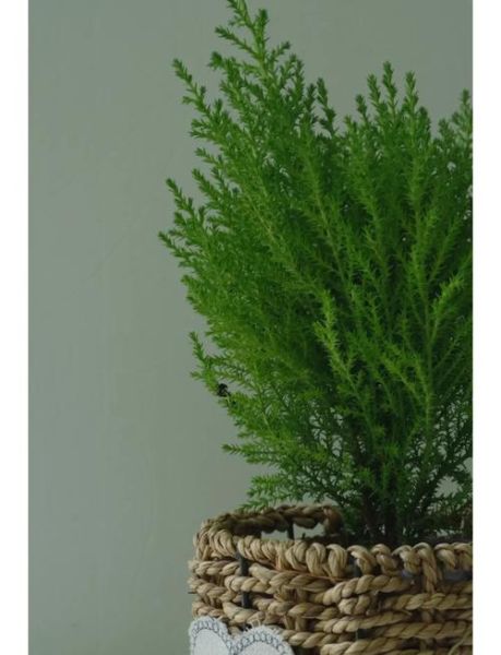 青松树木有哪些品种_如何养护青松树木