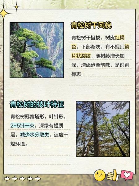 青松树木有哪些品种_如何养护青松树木