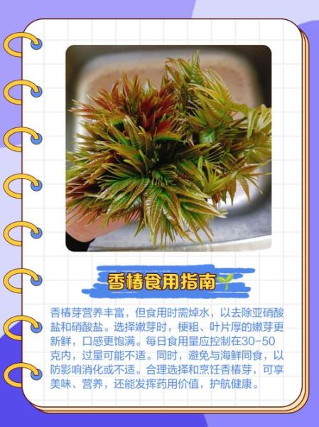 长芽的形容词有哪些_植物长芽怎么形容