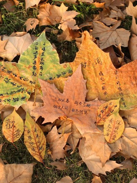 落叶像什么比喻句_秋天落叶的唯美句子