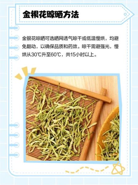 金银花怎么晒干_金银花晒干的正确方法