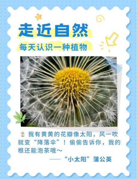 野花组词语有哪些_野花怎么造句