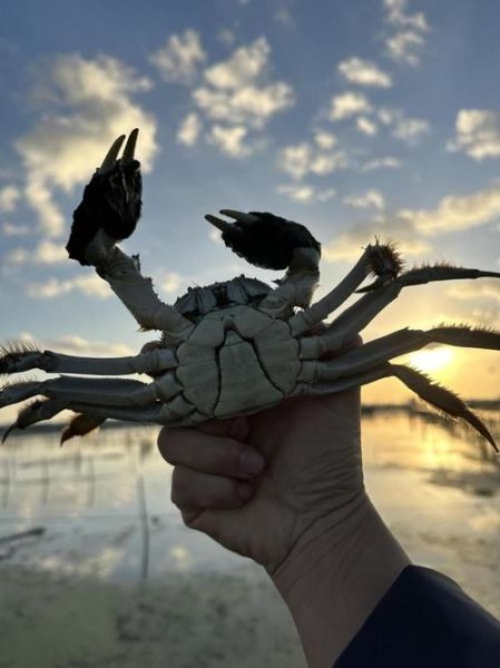 大闸蟹图片怎么拍_大闸蟹高清图哪里找