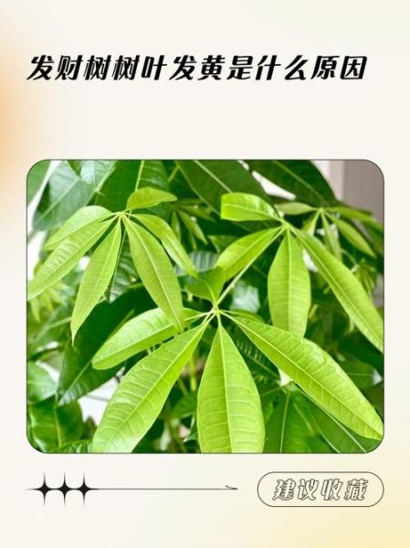 绿色树叶为什么会变黄_绿色树叶变黄怎么办