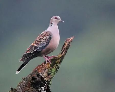 咕咕咕是什么意思_咕咕咕出自哪里