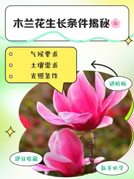 花儿如何生长_花儿生长需要什么条件