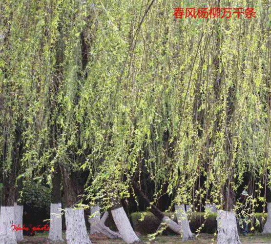 景物动态描写词语有哪些_怎么用