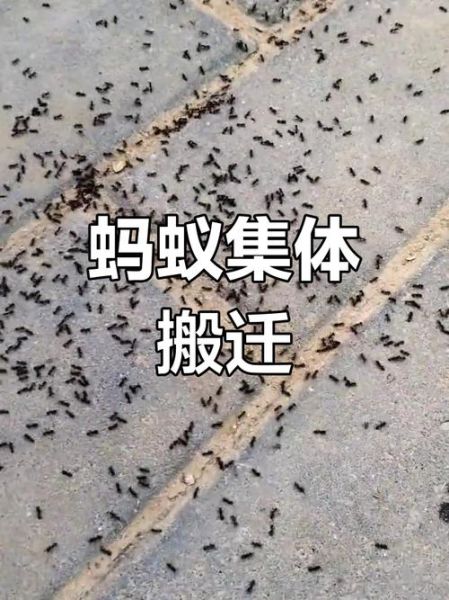 蚂蚁搬家前兆是什么_如何正确灭蚂蚁
